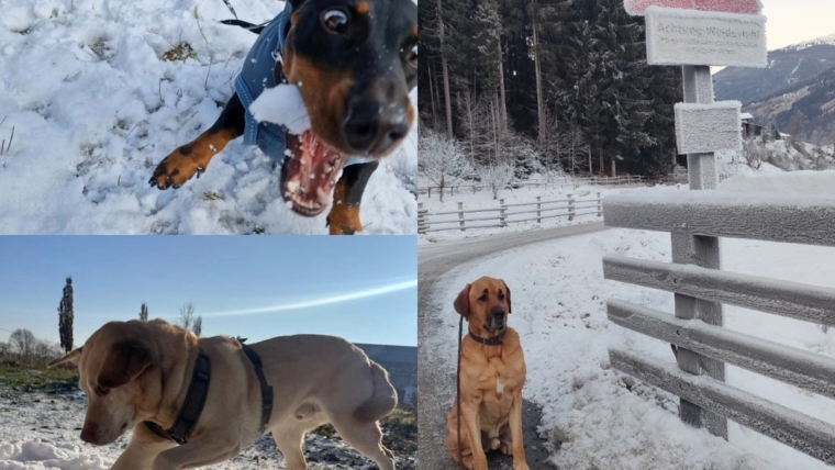 16.01.2026 Keine Sprechstunde wegen Teilnahme am Tierärztekongress